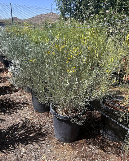 Silvery Cassia
