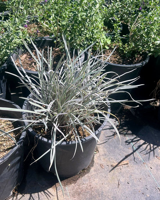Silvery Sunproof Liriope