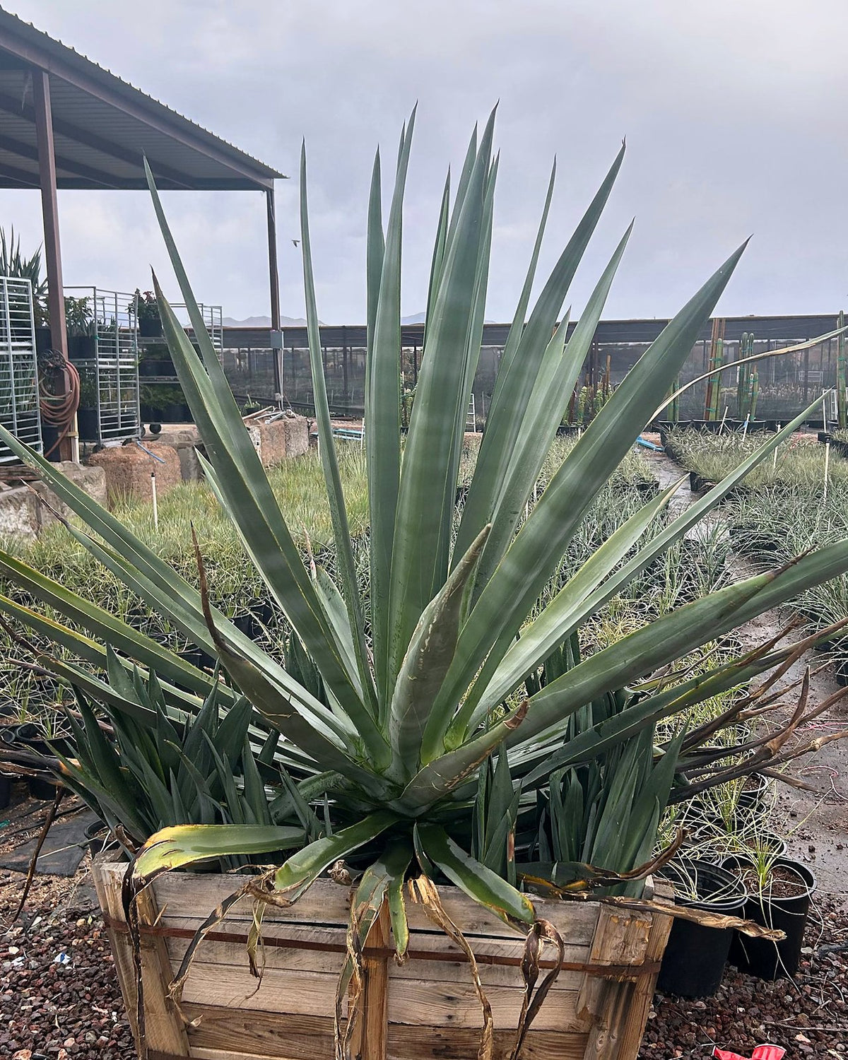 Sisal Agave