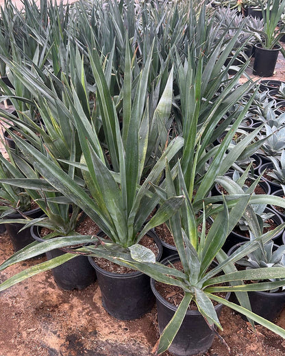 Sisal Agave