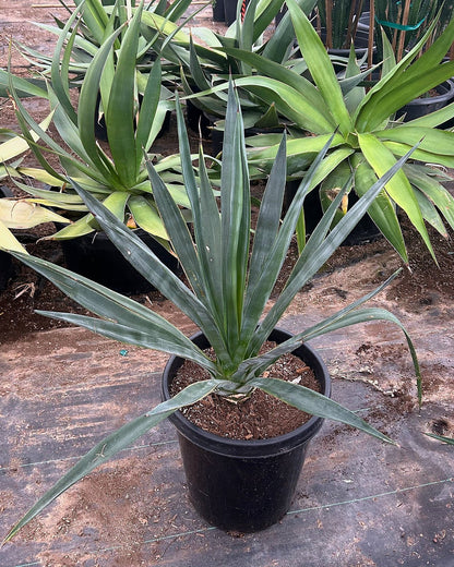 Sisal Agave