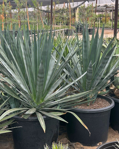 Sisal Agave