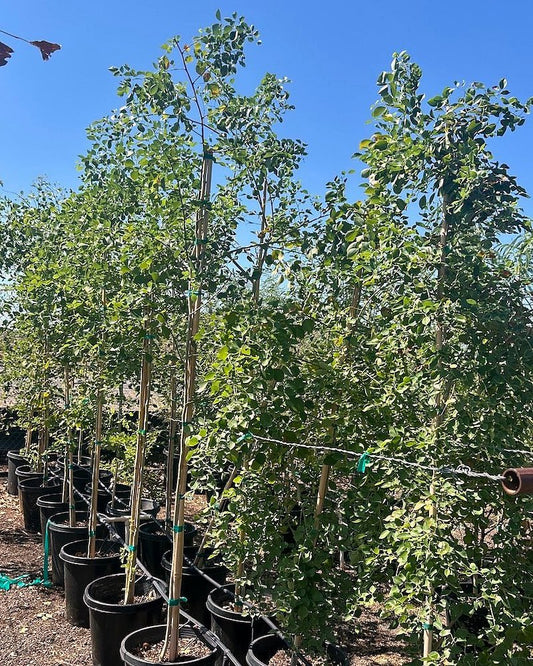 Sissoo Tree