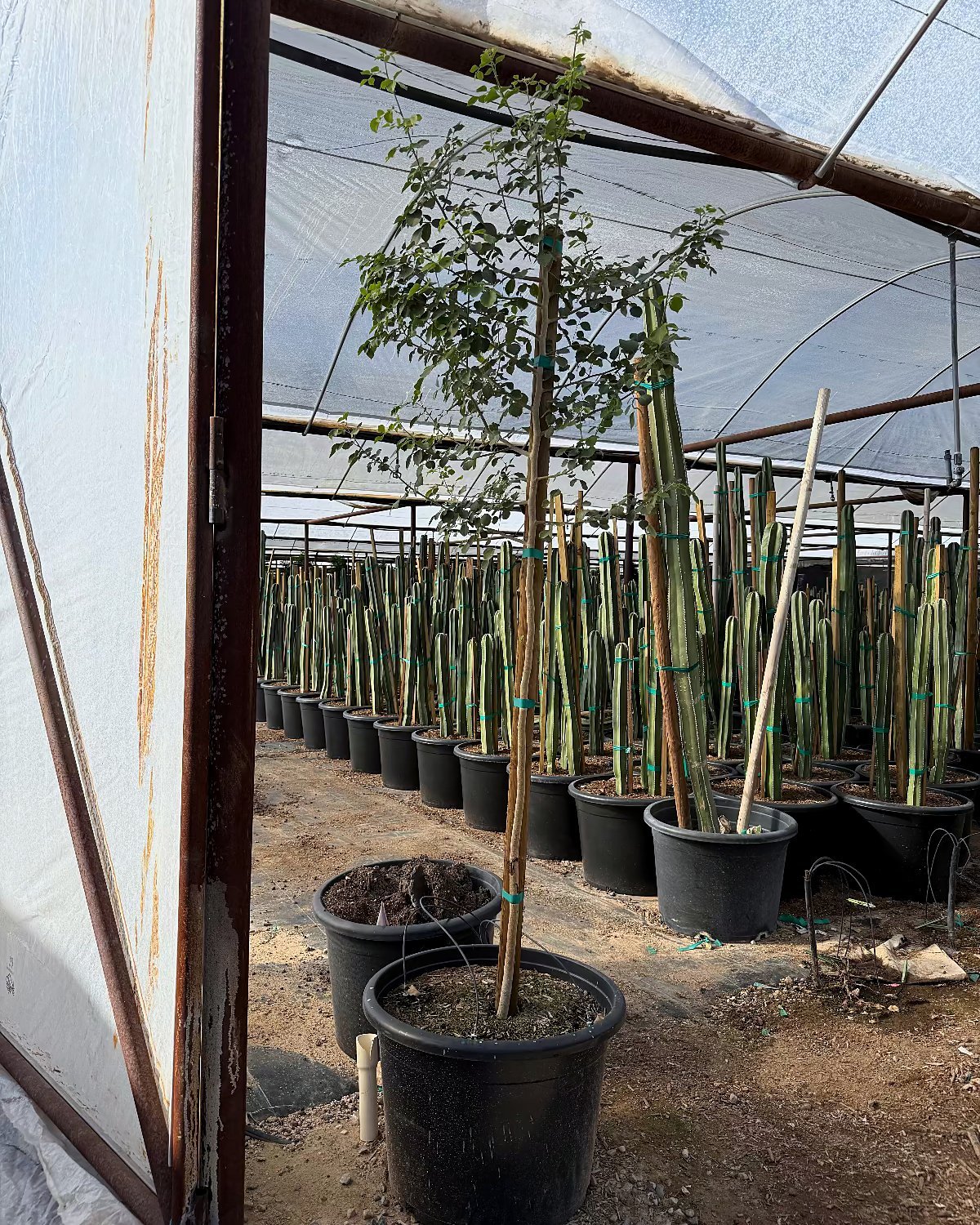 Sissoo Tree