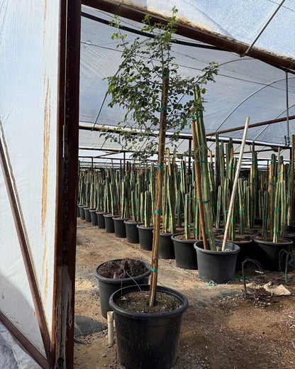 Sissoo Tree