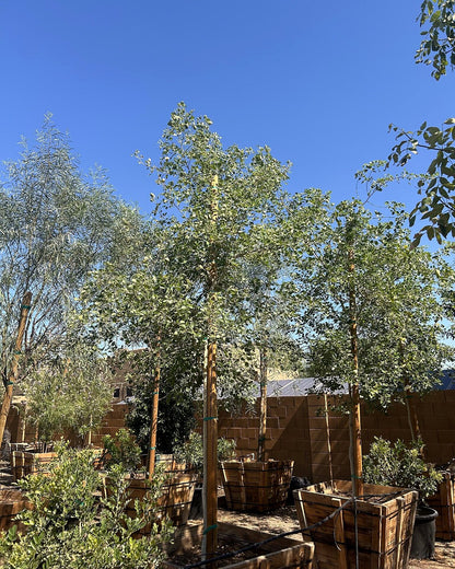 Sissoo Tree