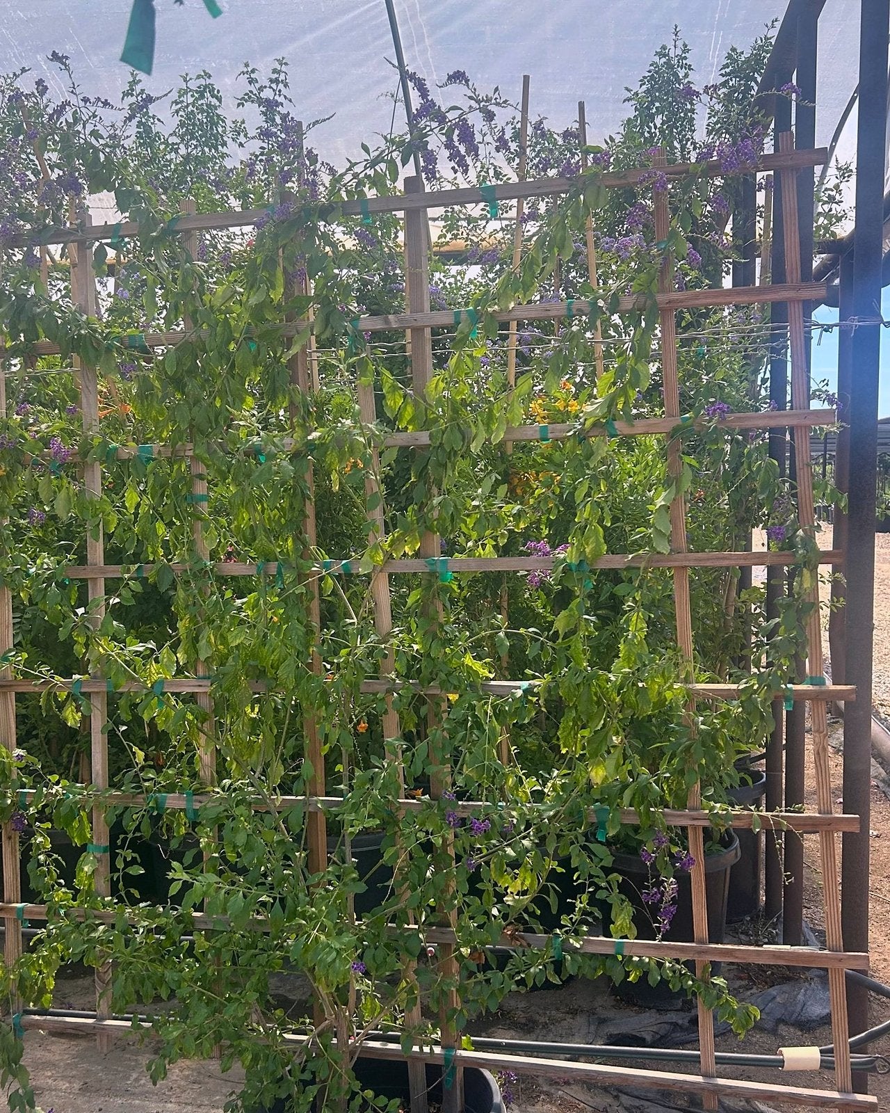 Purple Sky Flower Espalier