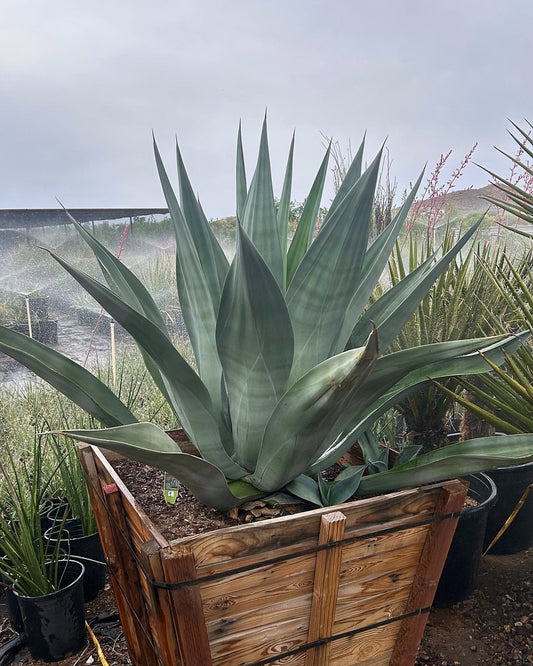 Smooth Edge Agave
