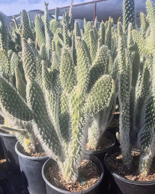 Snow Prickly Pear