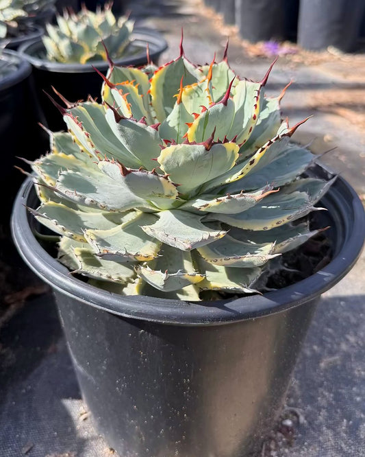 Snowfall Agave