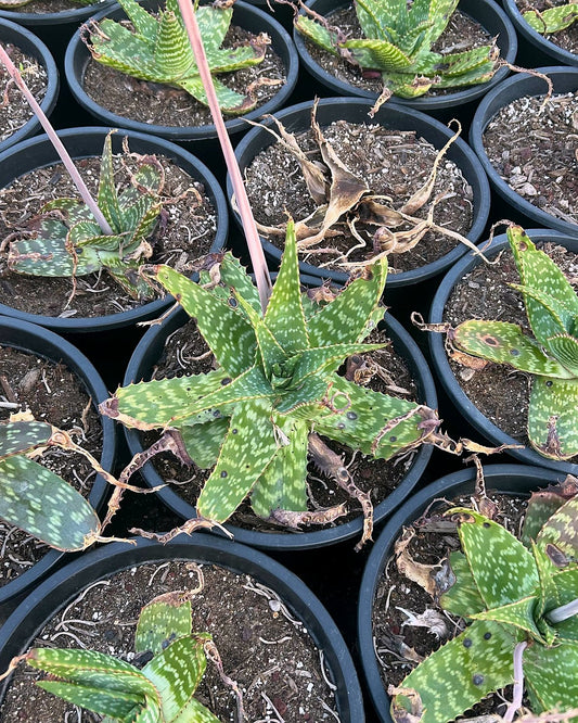 Soap Aloe