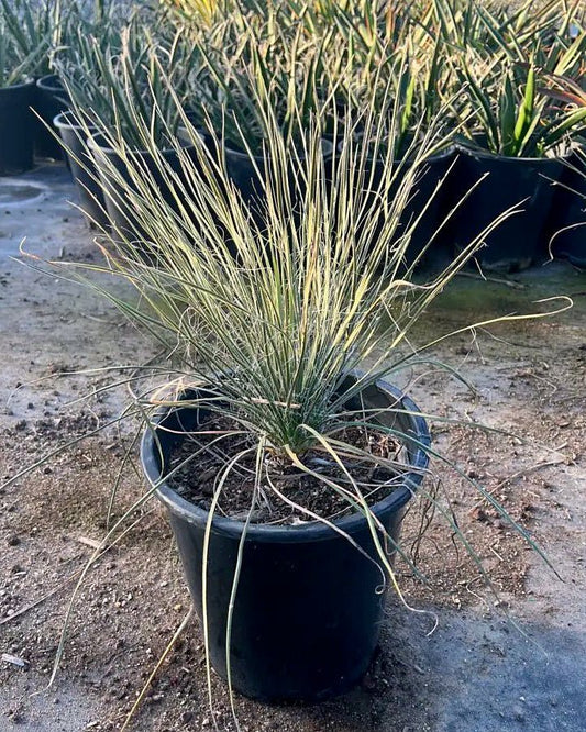 Soaptree Yucca