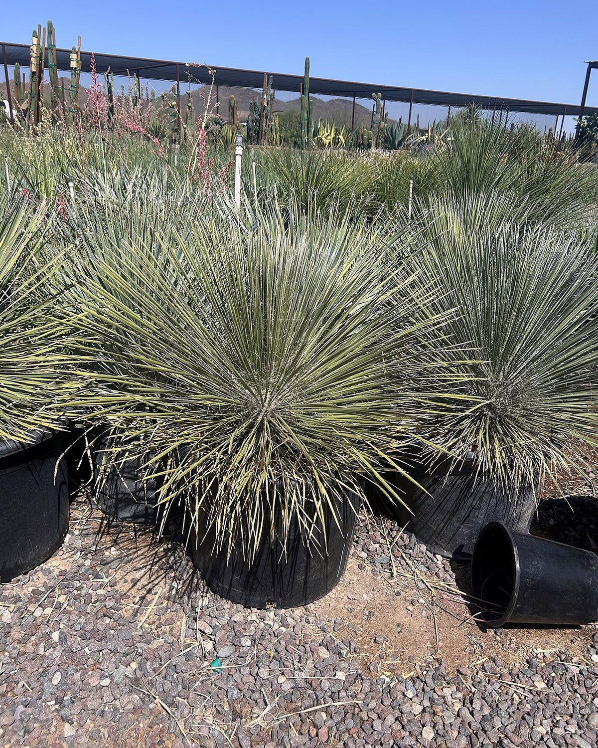 Soaptree Yucca