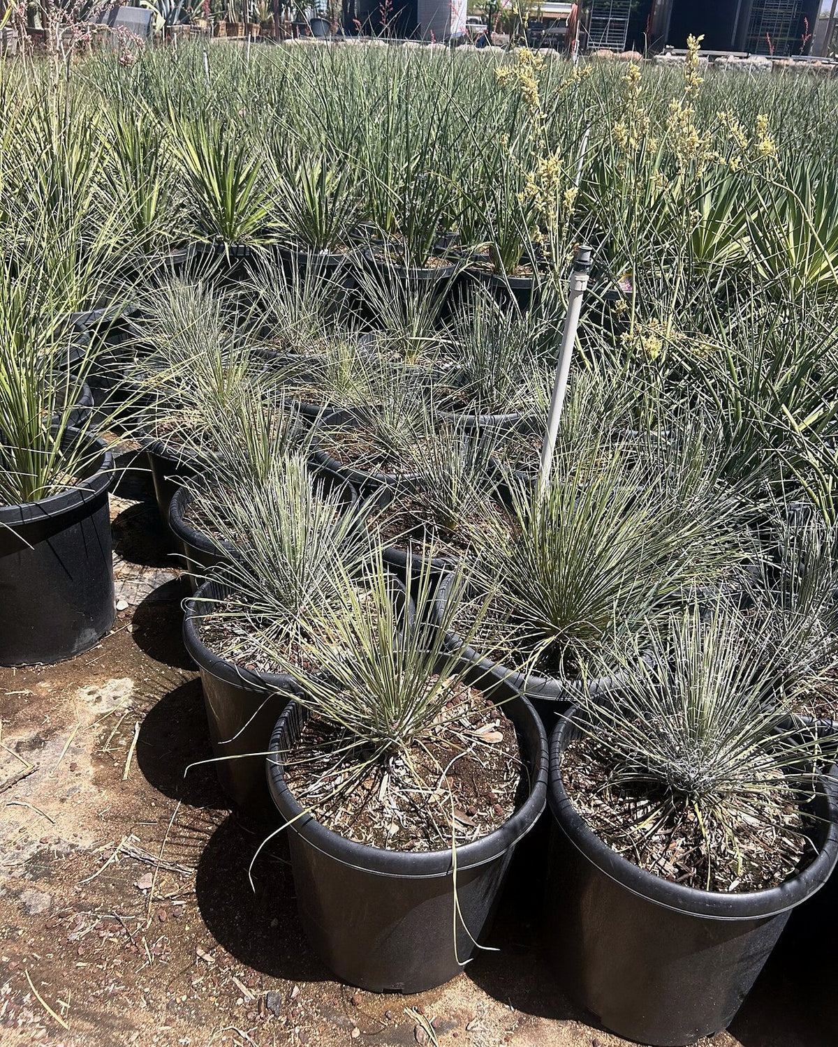Soaptree Yucca