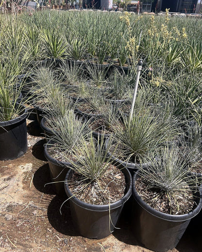 Soaptree Yucca
