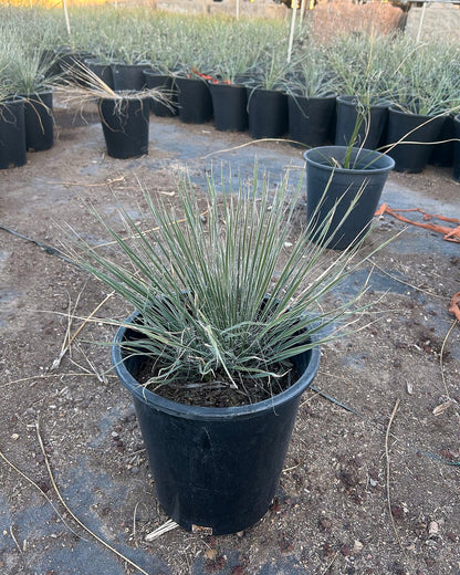 Soaptree Yucca