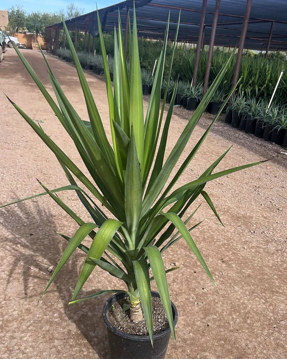 Spanish Dagger