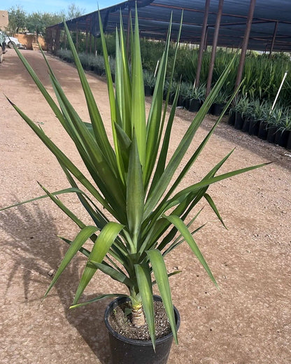 Spanish Dagger