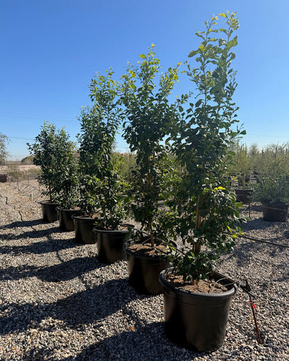 Sour Orange Tree