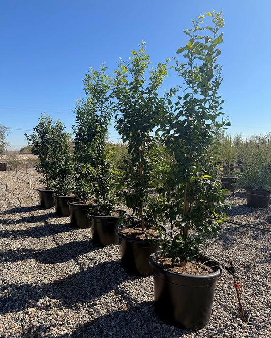 Sour Orange Tree