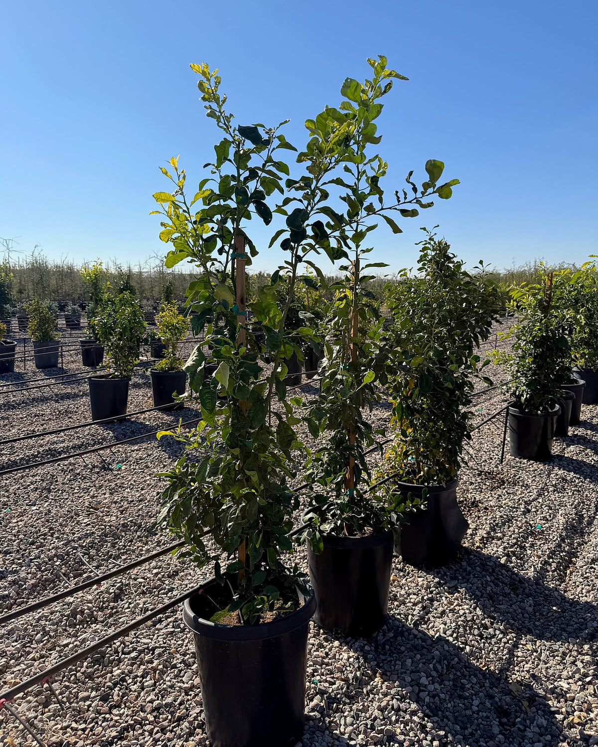 Sour Orange Tree