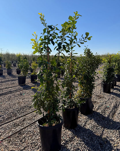 Sour Orange Tree