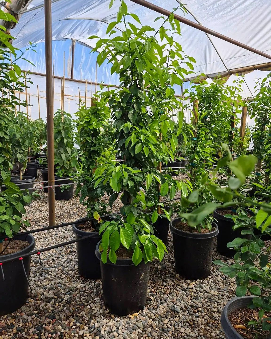 Sour Orange Tree