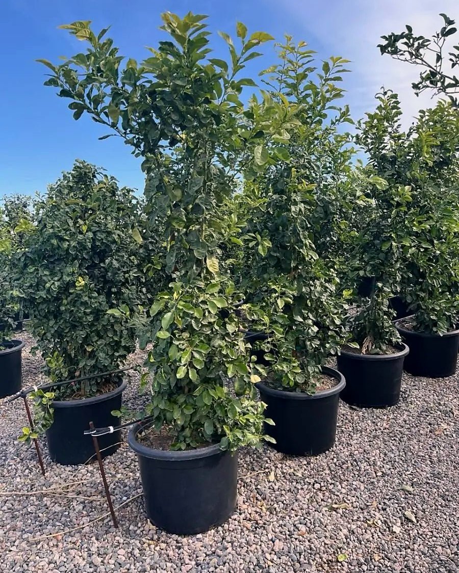 Sour Orange Tree