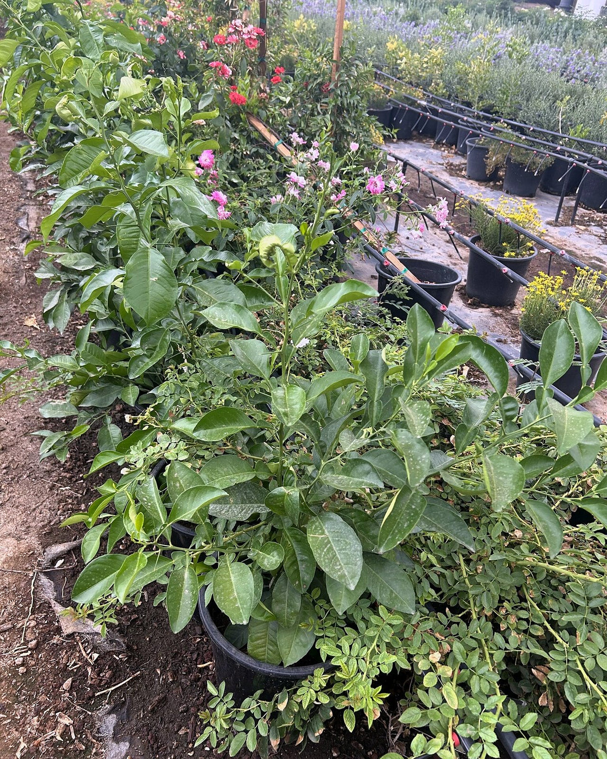 Sour Orange Tree