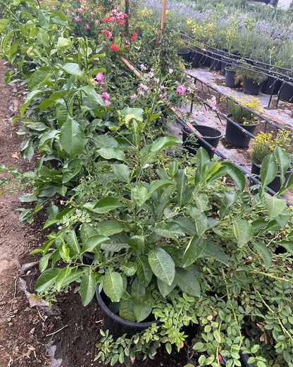 Sour Orange Tree