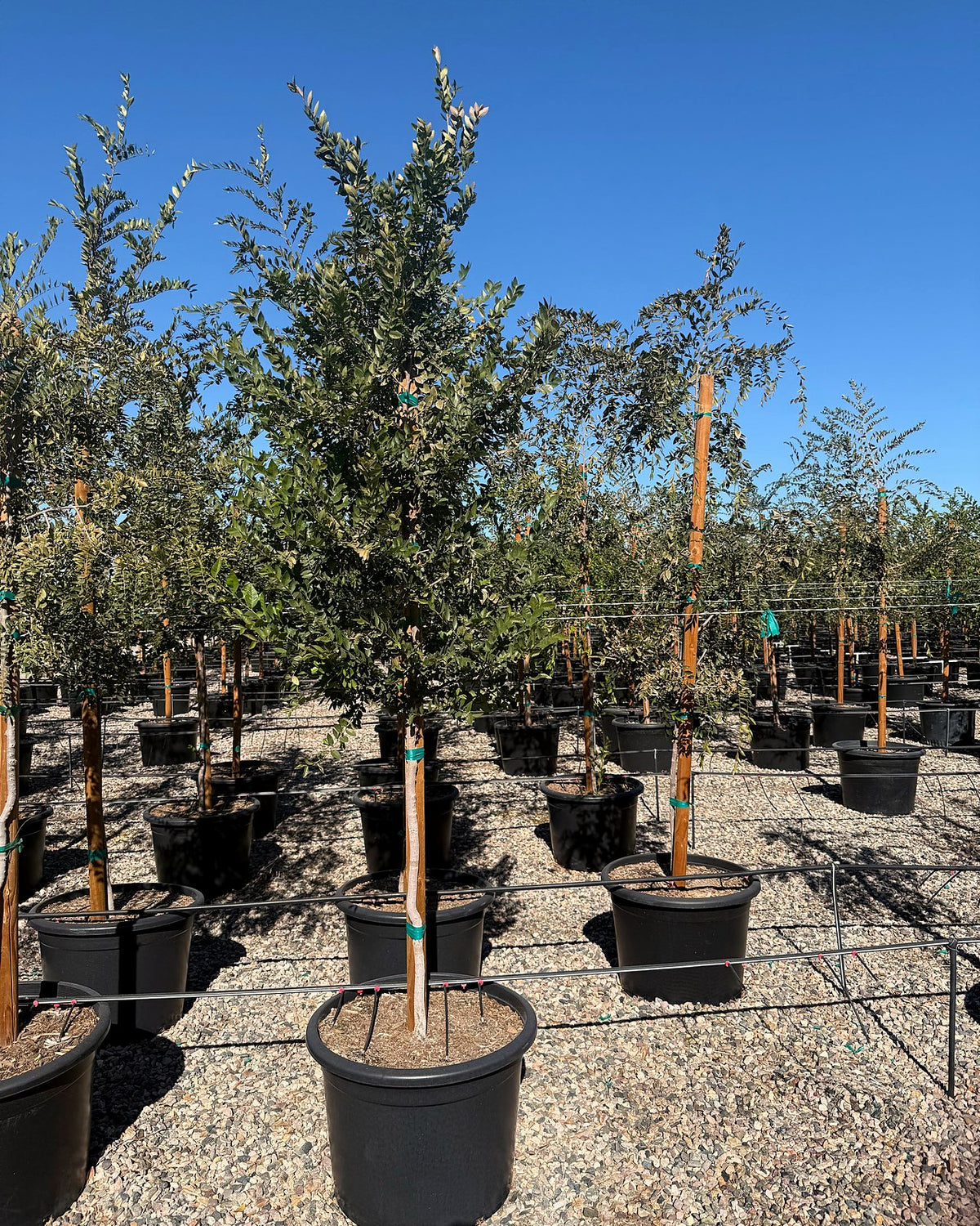 Southern Live Oak