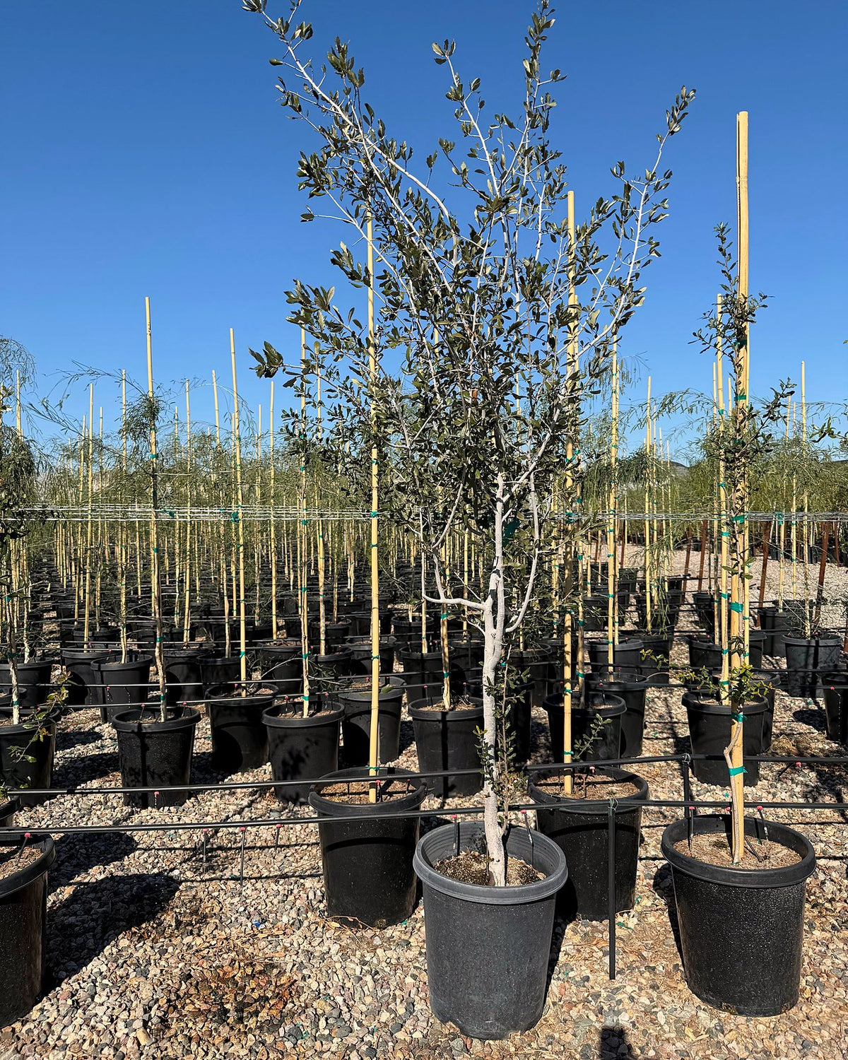 Southern Live Oak