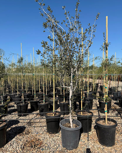 Southern Live Oak