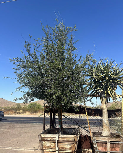 Southern Live Oak