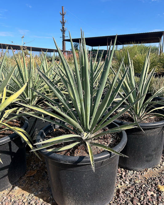 Banana Yucca