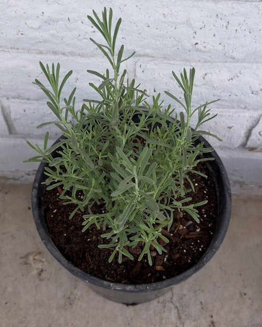 Spanish Lavender