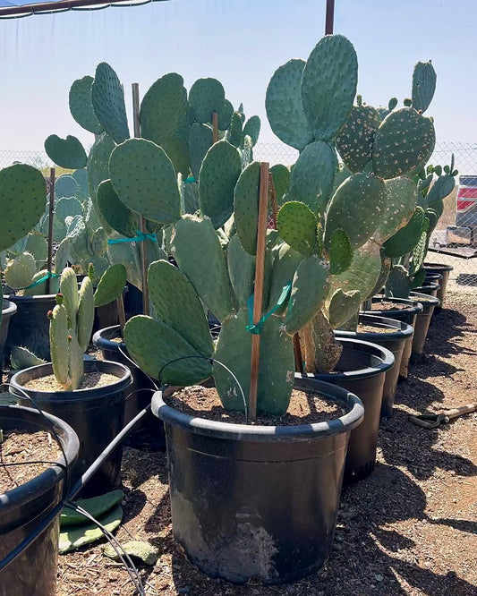 Spineless Prickly Pear
