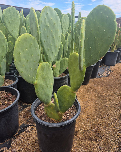 Spineless Prickly Pear