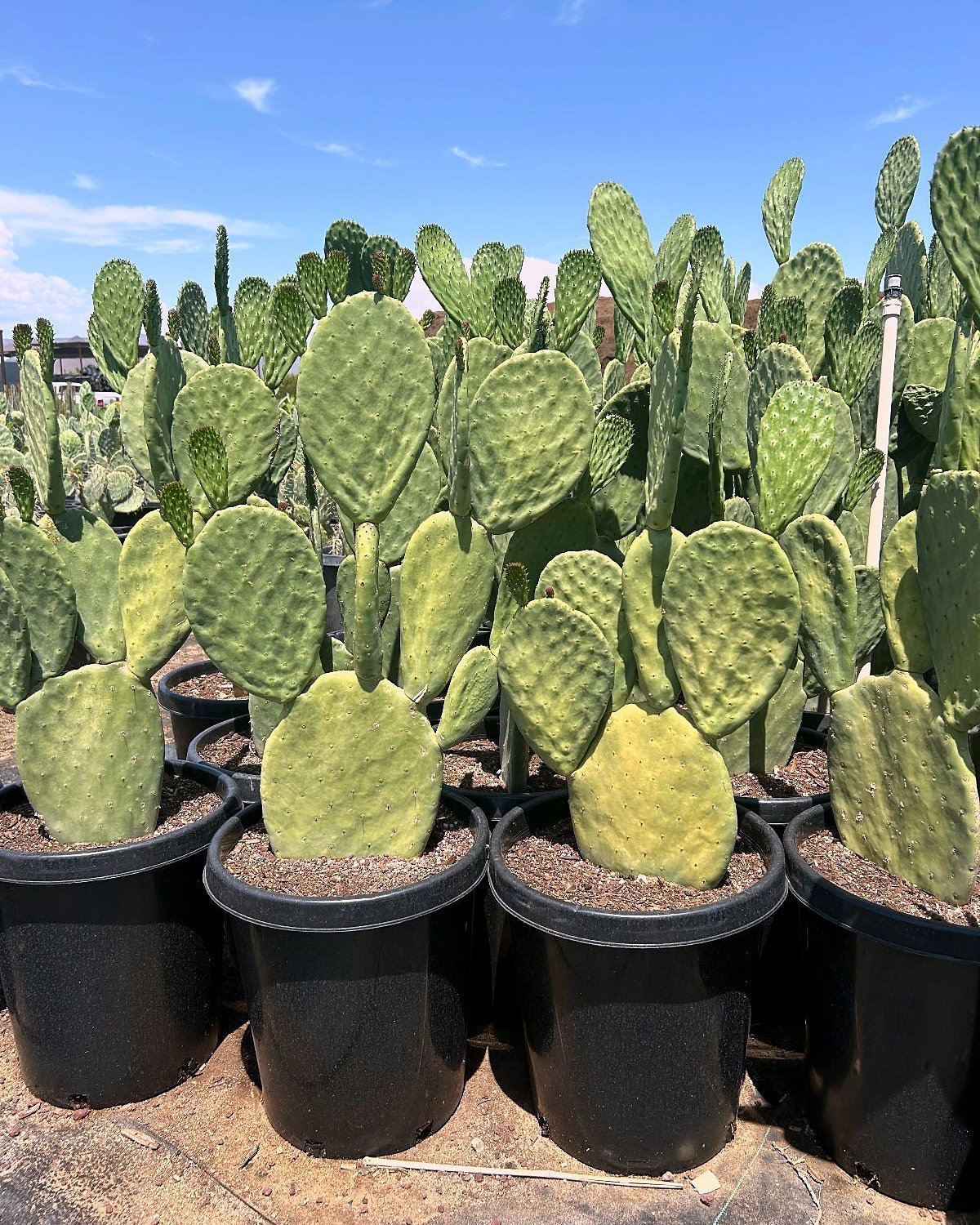 Spineless Prickly Pear