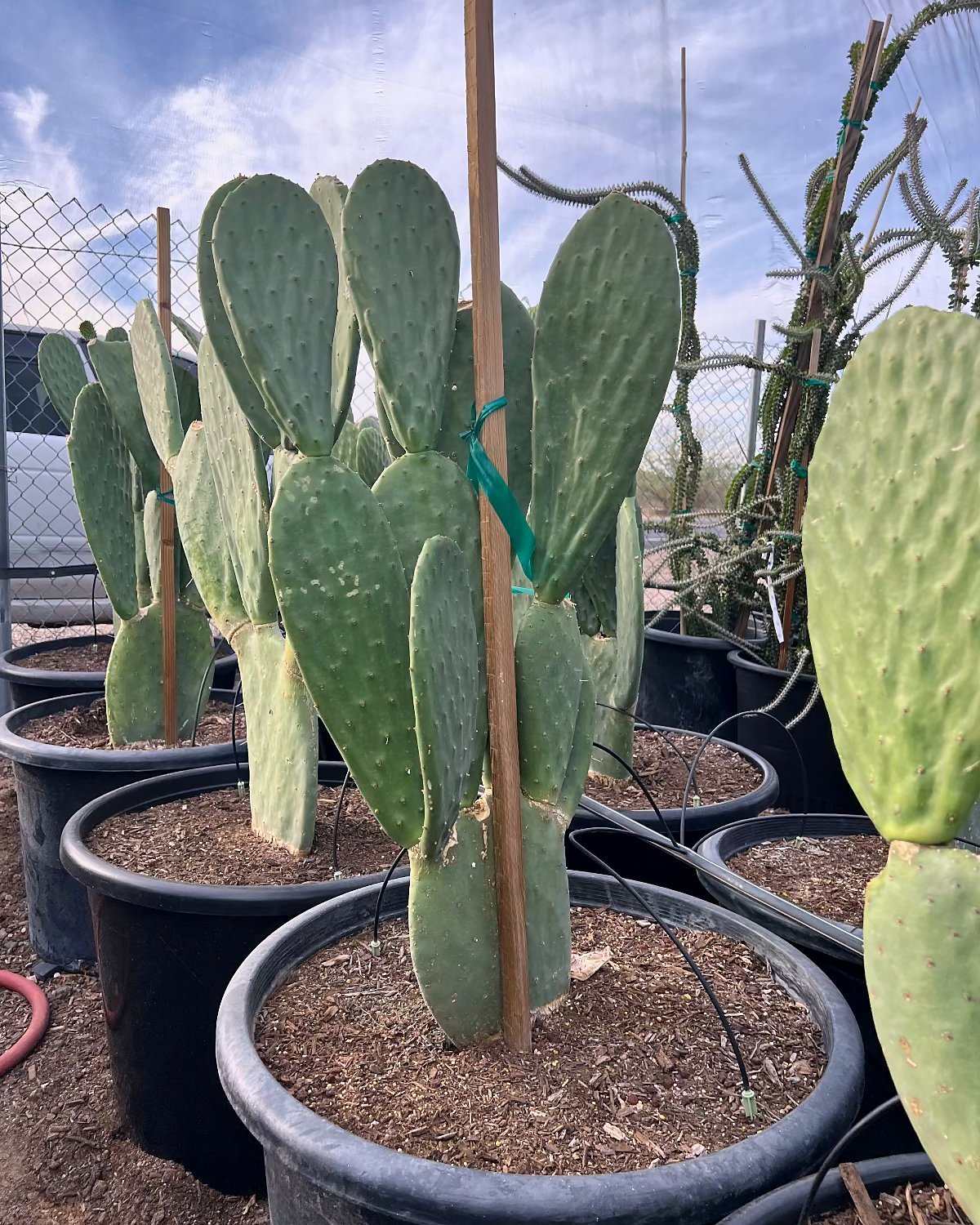 Spineless Prickly Pear
