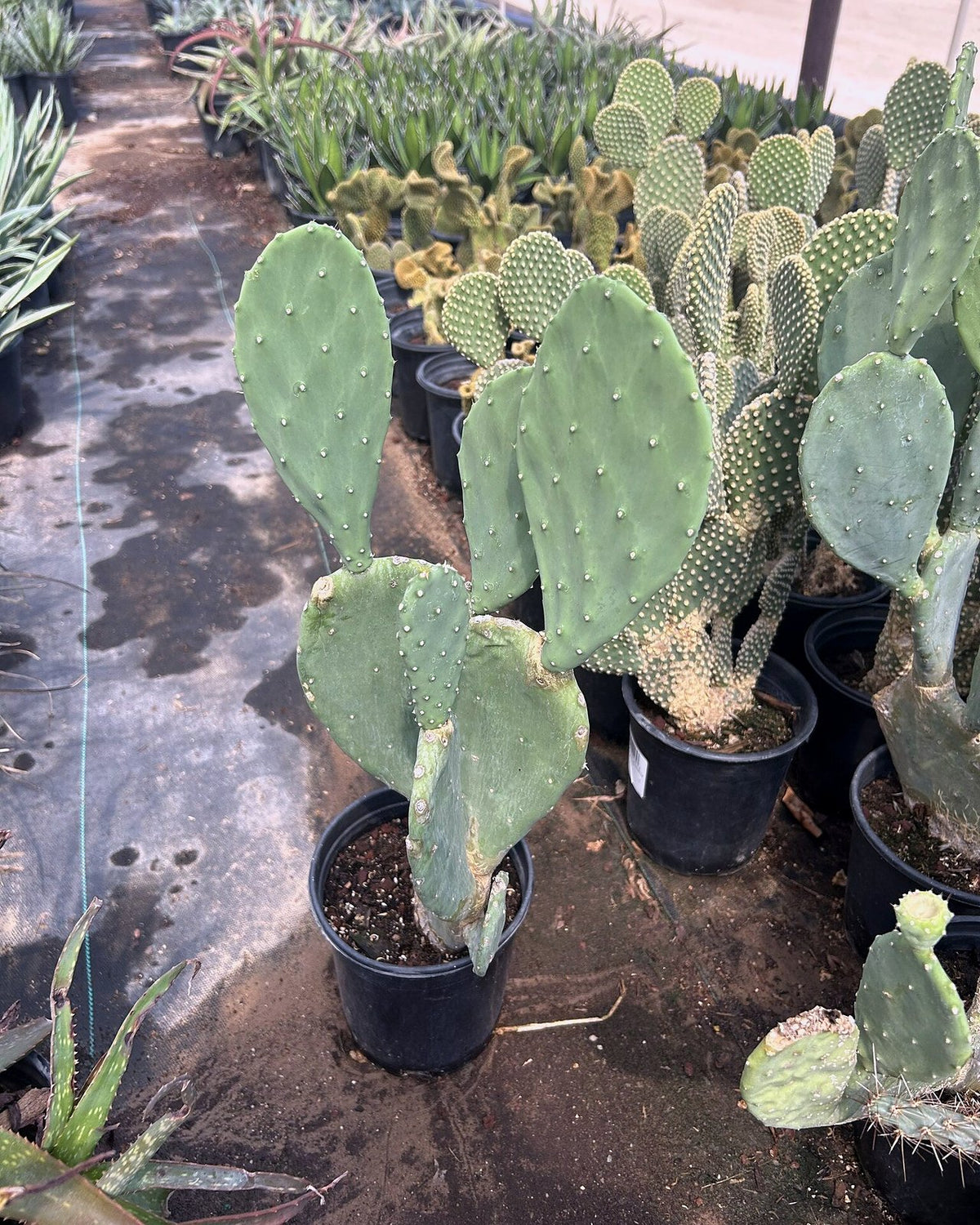 Spineless Prickly Pear