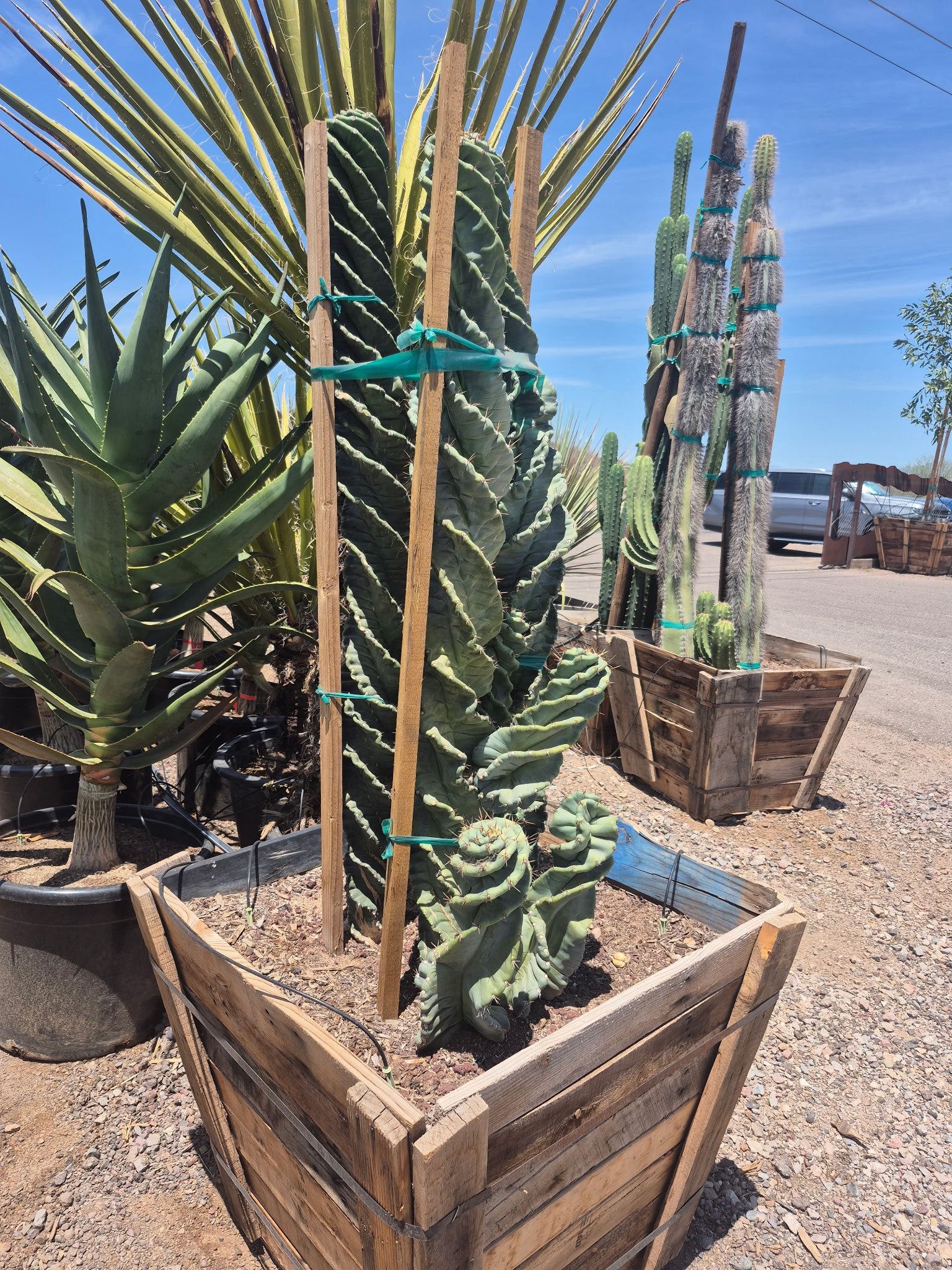 spiral succulents Buy Spiral Cereus Phoenix, AZ | Cereus forbesii
