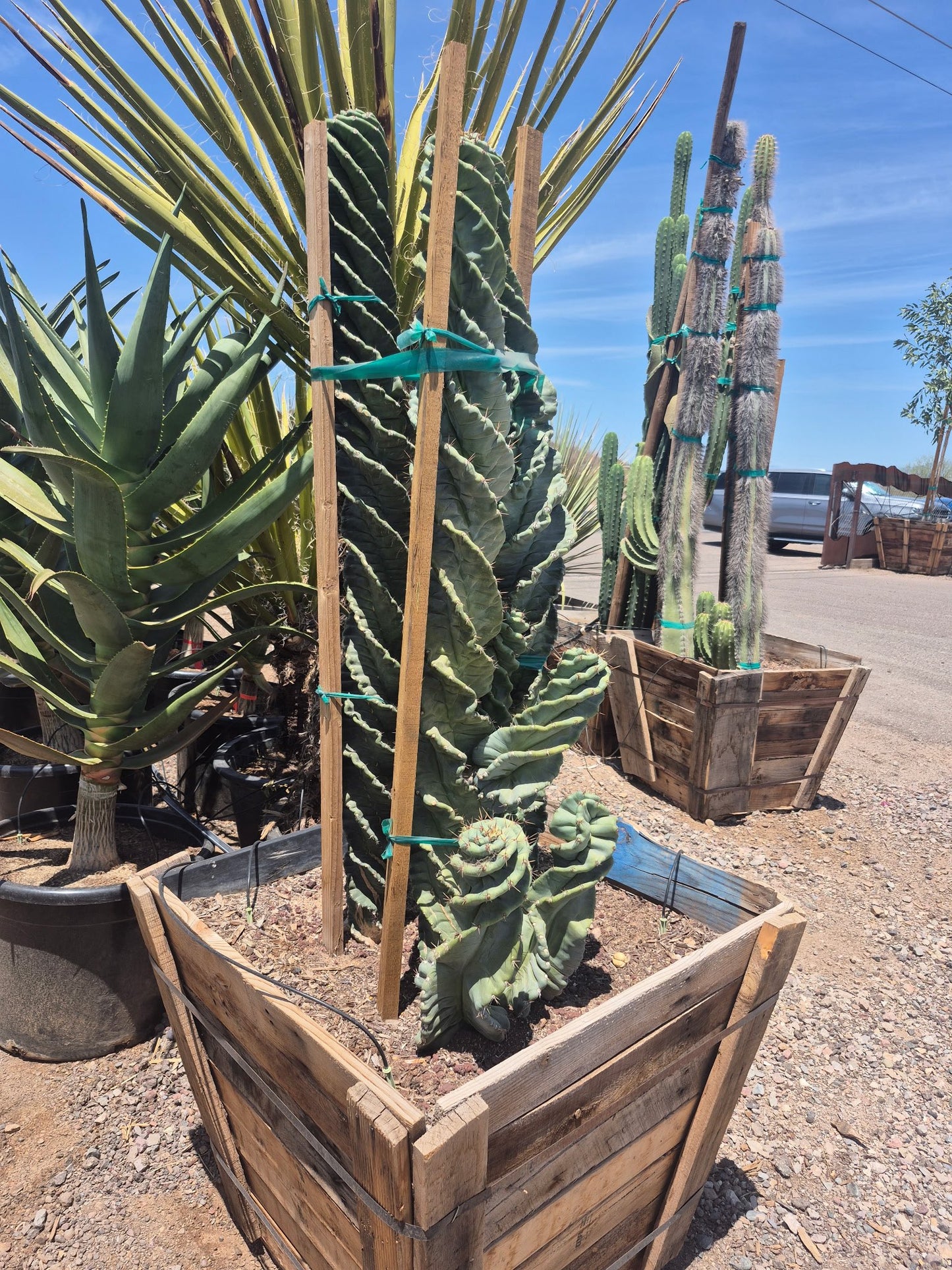 Twisted Cereus