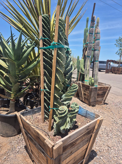 Spiral Cereus