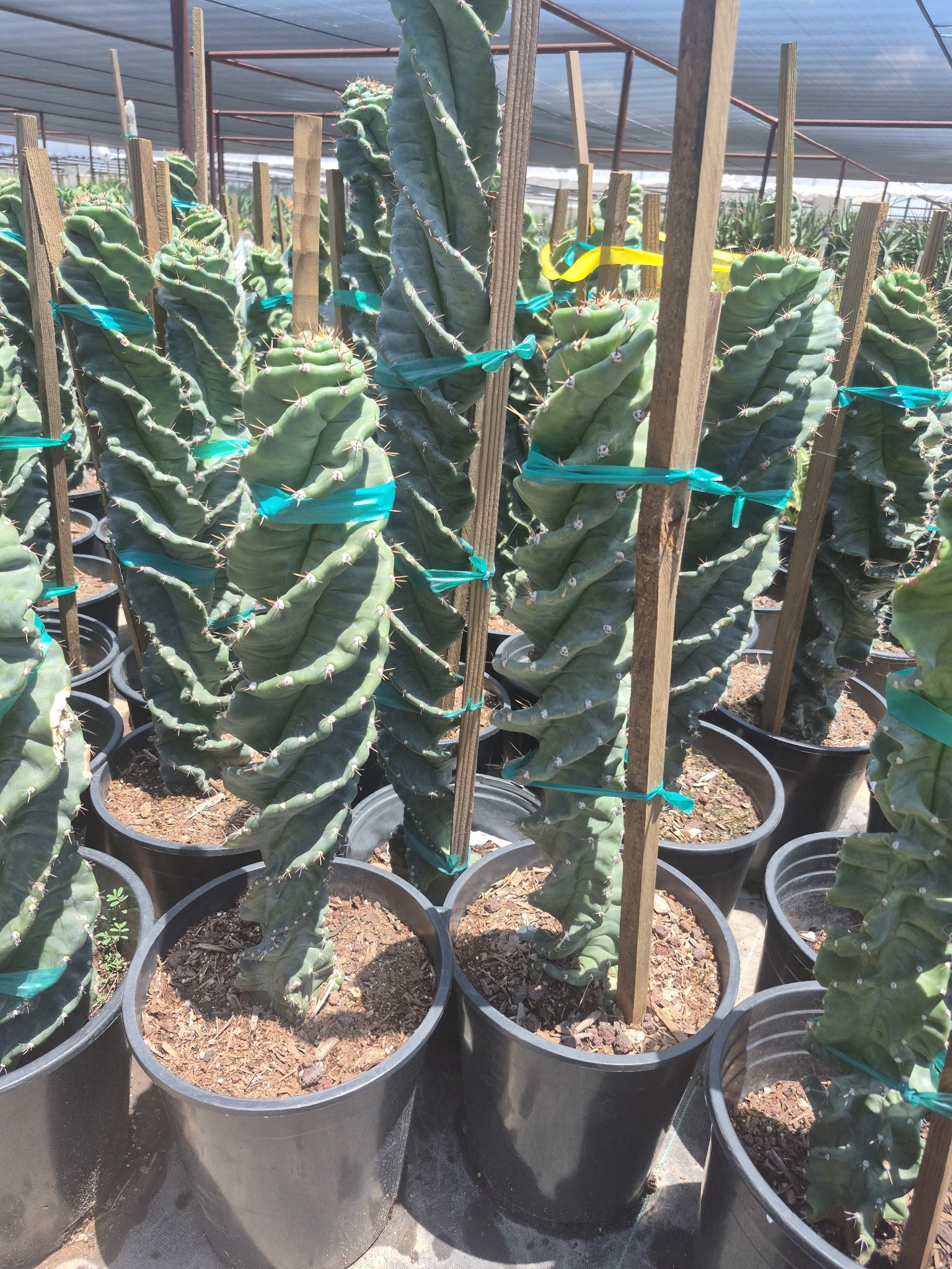 Twisted Cereus