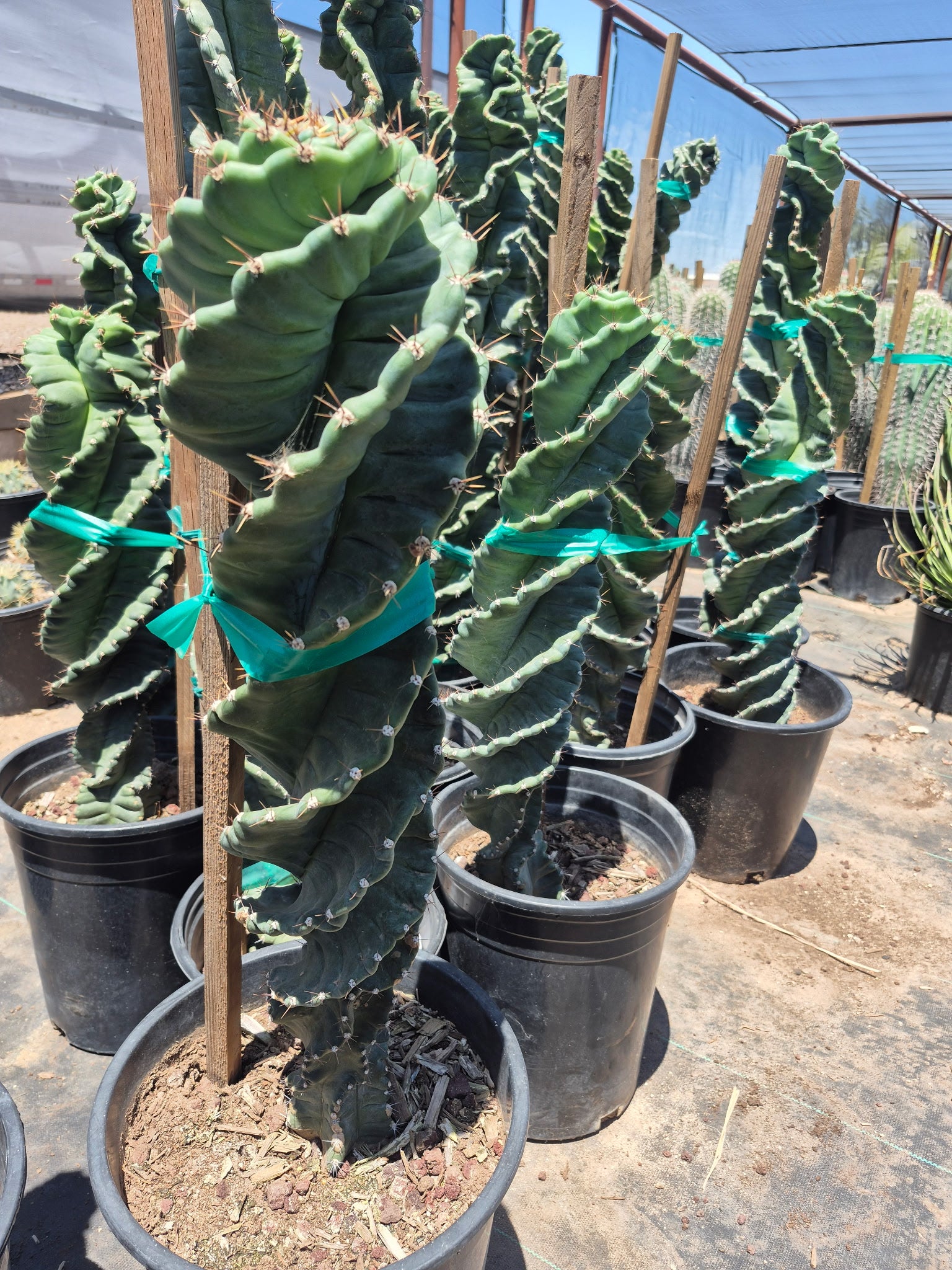 Twisted Cereus