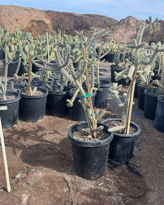 Staghorn Cholla