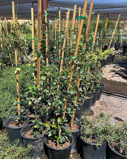 Star Jasmine Bush