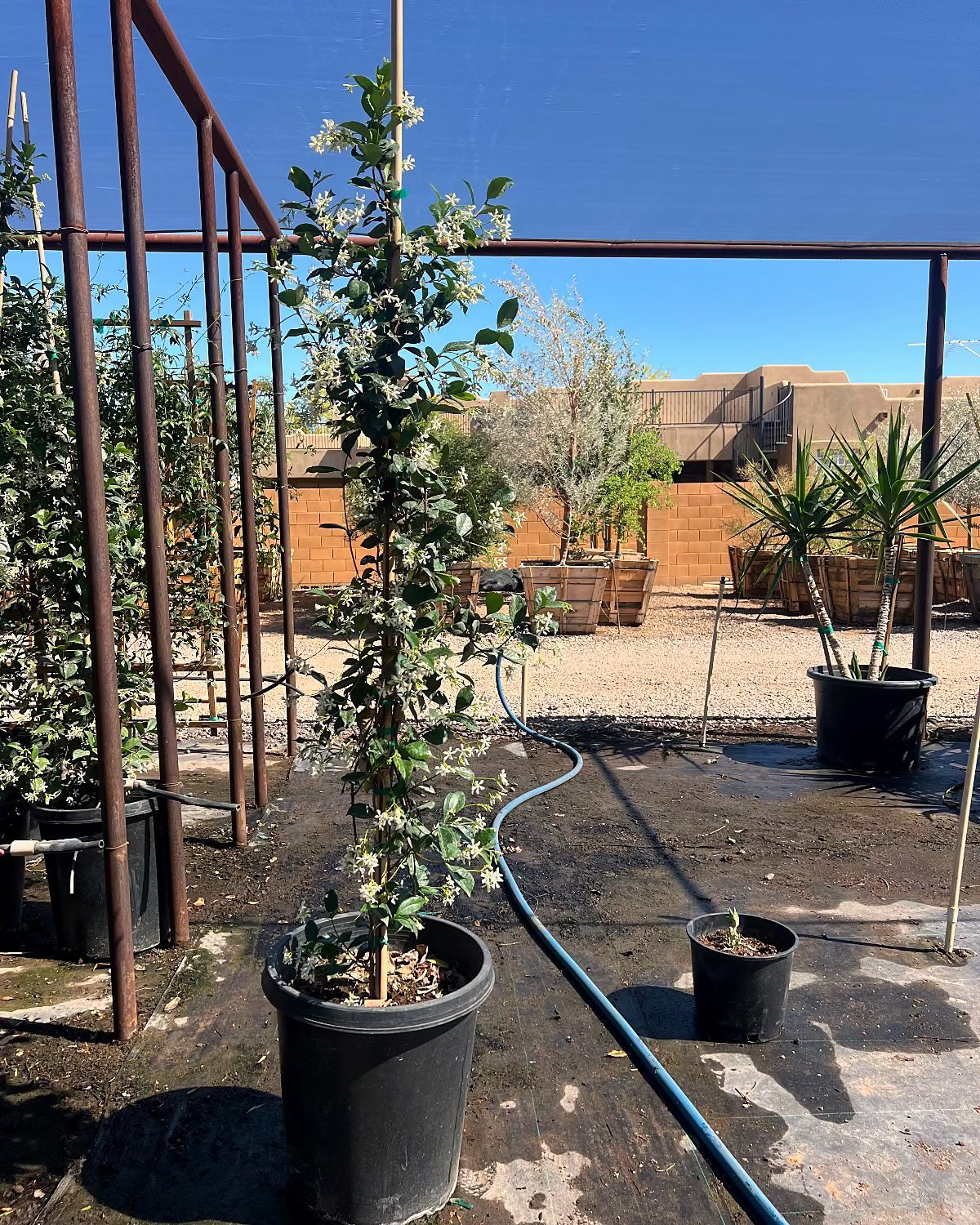 Star Jasmine - Staked