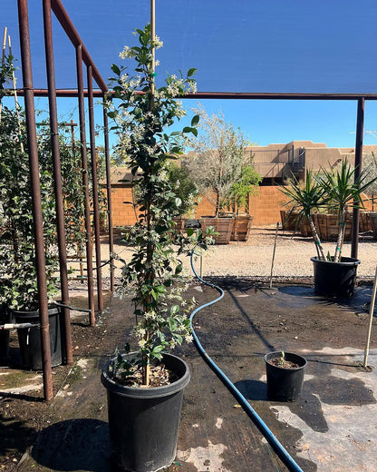Star Jasmine - Staked